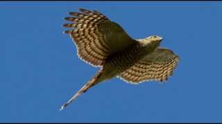 Sparrowhawk Bird Call Bird Song [upl. by Carlton]