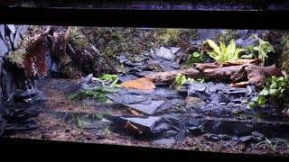 Amazing Salamander Paludarium [upl. by Enneibaf419]