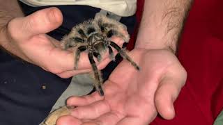 Tliltocatl Albopilosum Tarantula [upl. by Muraida]