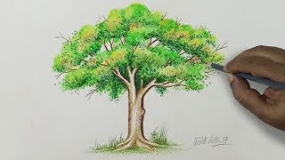 Tree  Drawing A Tree With Simple Colored Pencils [upl. by Ayanad]