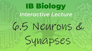 IB Biology 65  Neurons amp Synapses  Interactive Lecture [upl. by Leahpar]