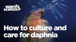 Caring and Culturing for Daphnia [upl. by Amyas]