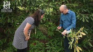 Rhododendron Pruning [upl. by Salamone]