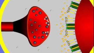 4 Synapse Structure and Function [upl. by Mannuela]