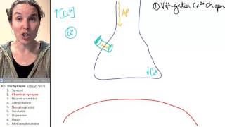 Synapse 2 Chemical synapses [upl. by Tenaj591]