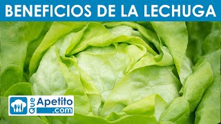 8 Propiedades y Beneficios de la Lechuga  QueApetito [upl. by Hosbein]