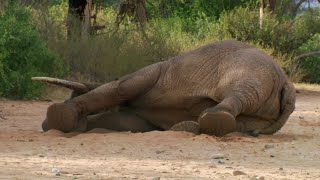 Old Man Goes Crazy With Tranquilizer Gun [upl. by Adelind649]