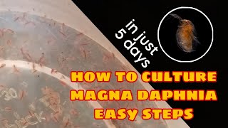 How to Culture Magna Daphnia Easily [upl. by Nyleahcim841]