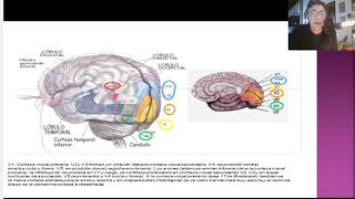 Agnosias Neuropsicologia [upl. by Libnah]