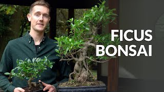 Ficus Bonsai tree care [upl. by Orrocos]