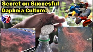 How to Culture Daphnia Successfully [upl. by Gina]