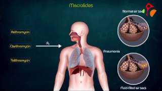 Calcineurin Inhibitors Tacrolimus and Cyclosporine IL2  Mechanism of action adverse effects [upl. by Ebeneser]