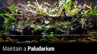 How to Maintain an Awesome Paludarium [upl. by Acinaj]