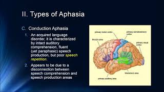 Cognition Lecture 7 4 Brain and Language [upl. by Shurlocke]