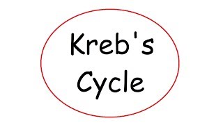 Krebs Cycle [upl. by Lejna]