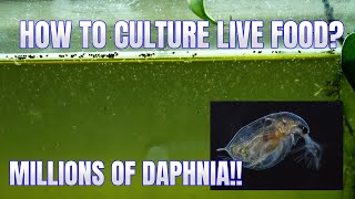 How to Culture Daphnia Secret Method to Breed MILLIONS  Simply Aquatic [upl. by Oicaro874]