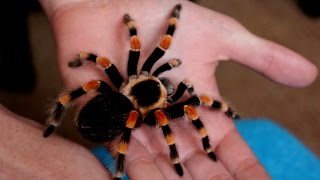 Handling beautiful Mexican Giant Red knee tarantula B annitha Inferion7 [upl. by Buffo53]