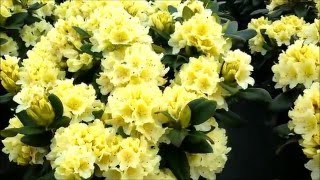 Best Garden Shrubs Rhododendron Capistrano [upl. by Anne-Marie232]