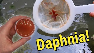 How I Culture Daphnia In Outdoor Tubs [upl. by Milinda]