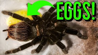 My TARANTULA Laid EGGS [upl. by Nelhsa]