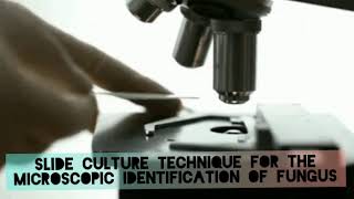 Slide culture microscopy to identify fungus [upl. by Deland168]