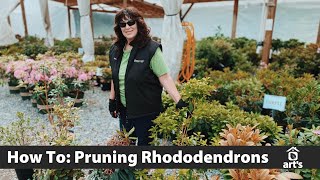 How To Pruning Rhododendrons [upl. by Gothar]