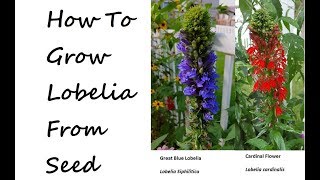 How to Grow Blue Lobelia and Cardinal Flower from seed lobelia cardinalis lobelia siphilitica [upl. by Niggem]