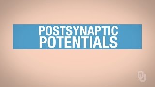 Human Physiology  Excitatory Postsynaptic Potentials [upl. by Cheffetz]