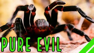 Mexican Red Rump Tarantula BrachypelmaTliltocatl vagans Care amp Facts [upl. by Tamarah]