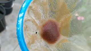 How to culture daphnia moina in a small container Part 1 English Subtitle [upl. by Nered992]