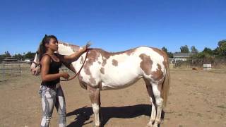 How to Mount a Horse Bareback [upl. by Loma]