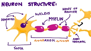 Neurons amp The Synapse Overview [upl. by Otineb]