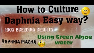 Daphnia MagnaHow to Culture Daphnia Easy wayCulturing Daphnia using Green water Daphnia [upl. by Killoran]