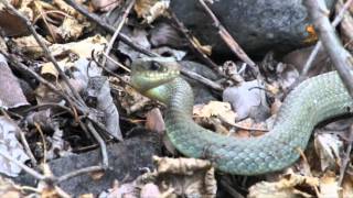 The snakes of Kamloops BC Canada [upl. by Eseeryt30]