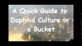 How to culture daphnia outside [upl. by Jonny]