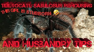 Tliltocatl sabulosus the Guatemalan Red Rump Tarantula rehousing and basic husbandry tips [upl. by Henry745]