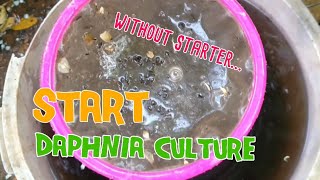 How to culture daphnia moina the easy way 1  Starting the Daphnia culture [upl. by Airebma58]