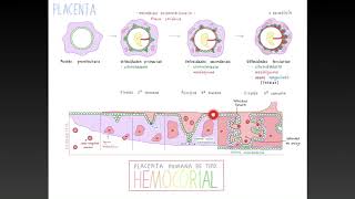 Ciclo de Conferencias Magistrales Tema Desarrollo de Placenta [upl. by Pelagias]