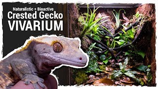 Naturalistic  Bioactive Crested Gecko Vivarium Housing Henry 20 [upl. by Aihsenat]