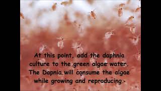 Daphnia  How to grow daphnia in your home [upl. by Nimrak]