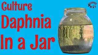 How to Culture Daphnia in a Jar [upl. by Lemieux]