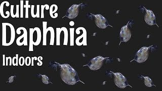 How to Culture Daphnia [upl. by Shaia]