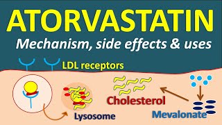 Azithromycin  Mechanism side effects precautions amp uses [upl. by Inaliak]