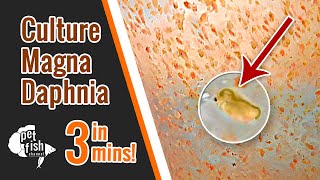 How to culture DAPHNIA MAGNA  The easy way [upl. by Eenitsed779]