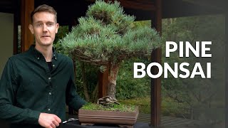 Pine Bonsai trees Pinus [upl. by Belvia]