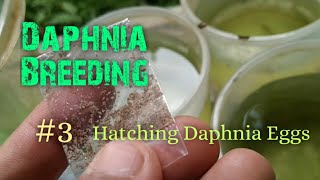 Daphnia Culture made simple and easy 3  Hatching Daphnia eggs [upl. by Gervais]