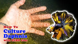 How to Culture Daphnia with ZERO Cost  Unlimited Live Food For Our Fish [upl. by Nada711]