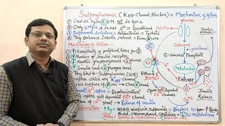 Diabetes Mellitus Part10 Mechanism of Action of Sulfonylurease  Antidiabetic Drugs  Diabetes [upl. by Nysila]