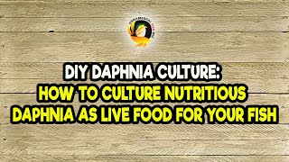 DIY Daphnia Culture How to Culture Nutritious Daphnia as Live Food for Your Fish [upl. by Chuipek]