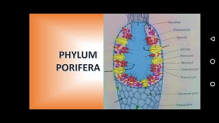 Phylum Porifera Sponges [upl. by Amias561]